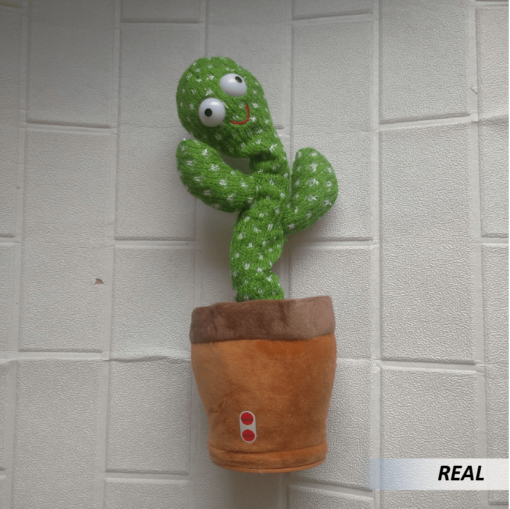 Cactus Bailarín - Imagen 2